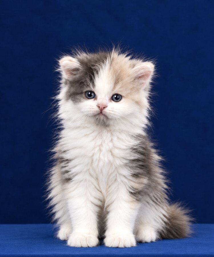 Blue-cream and white British Longhair kitten