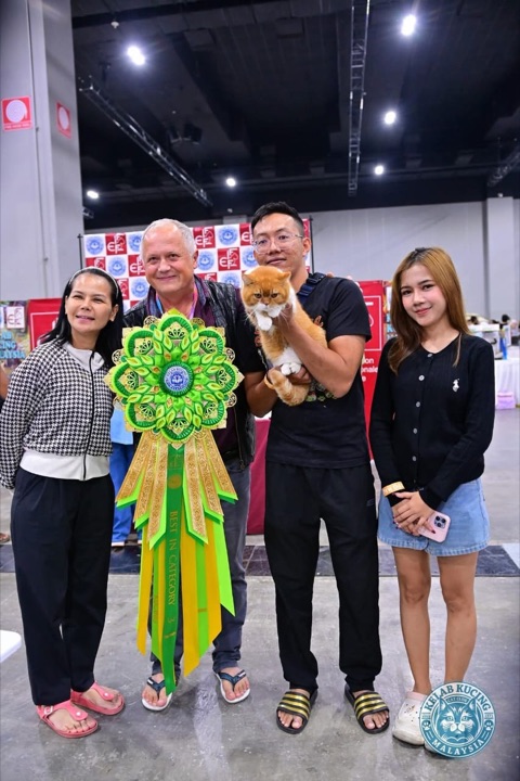 Orange and white cat with a Best in Category rosette